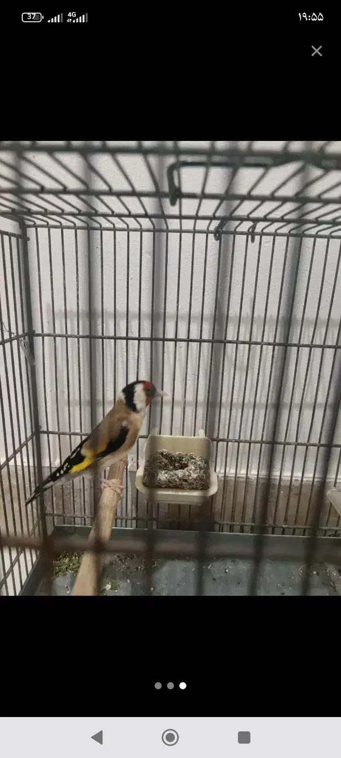 سهره نر|پرنده|بندرعباس, |دیوار