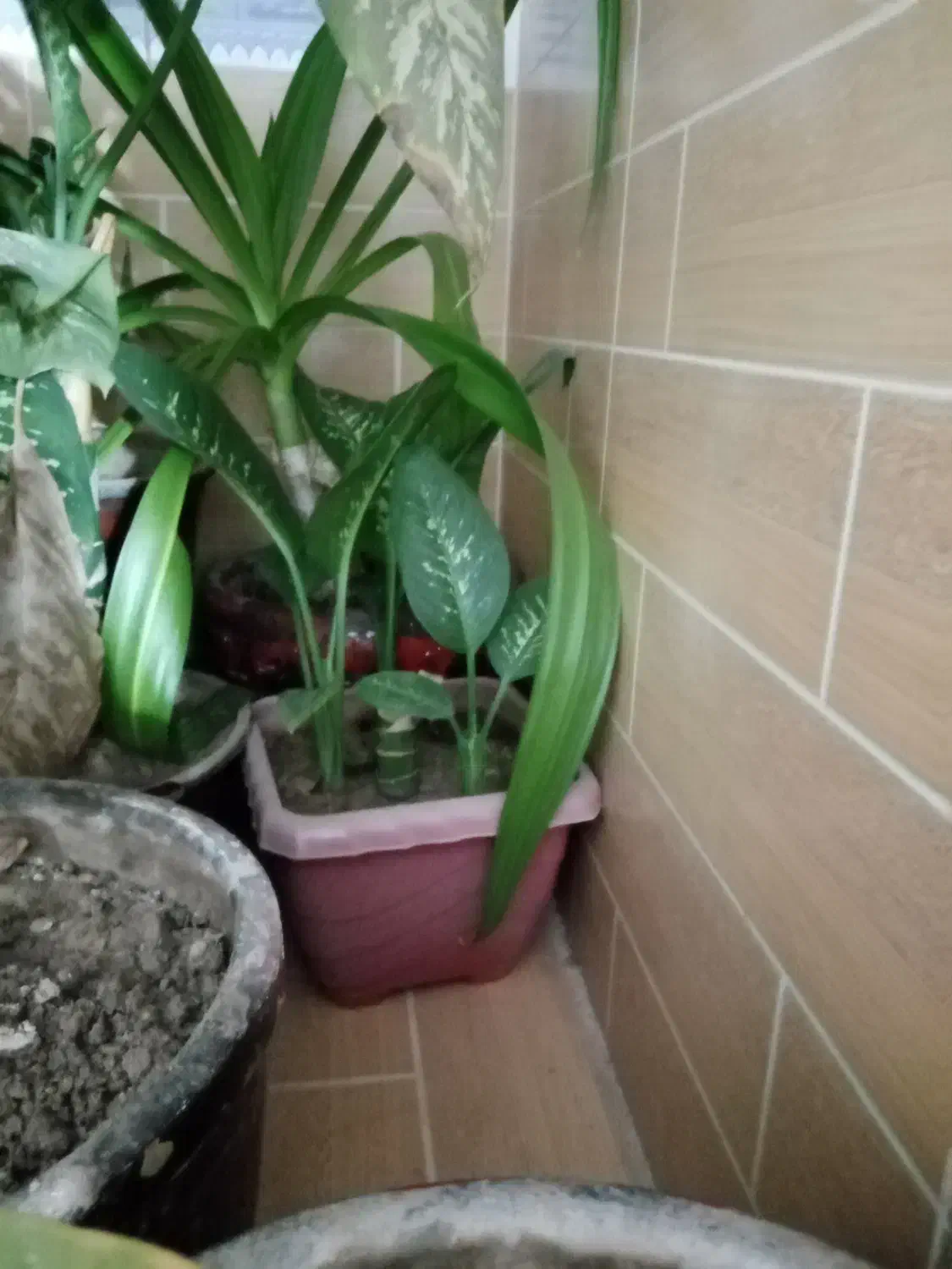 گل دیفن خوشکل وشاداب|گل و گیاه طبیعی|فیروزآباد (فارس), |دیوار