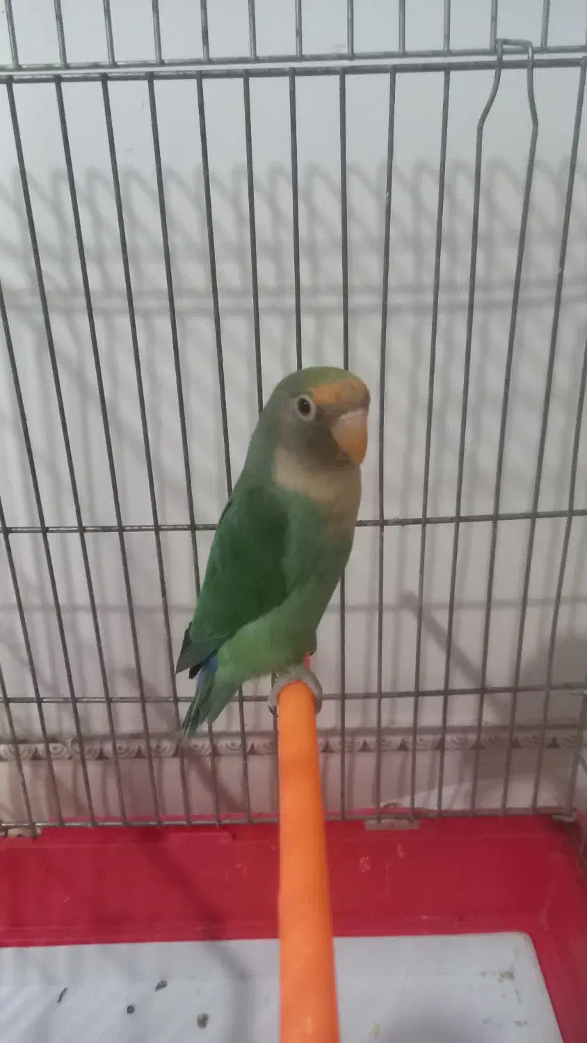 طوطی برزیلی|پرنده|الوند, |دیوار