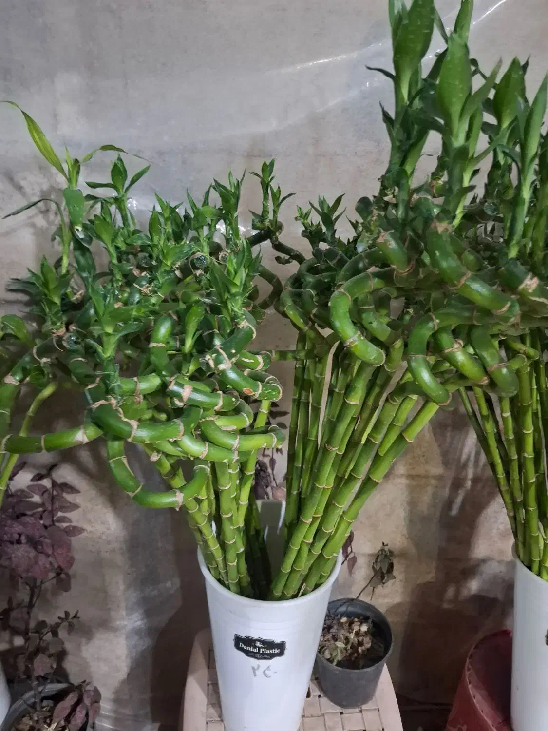 گل آپارتمانی  گیاه بامبو  آبی|گل و گیاه طبیعی|شیراز, نصرآباد|دیوار