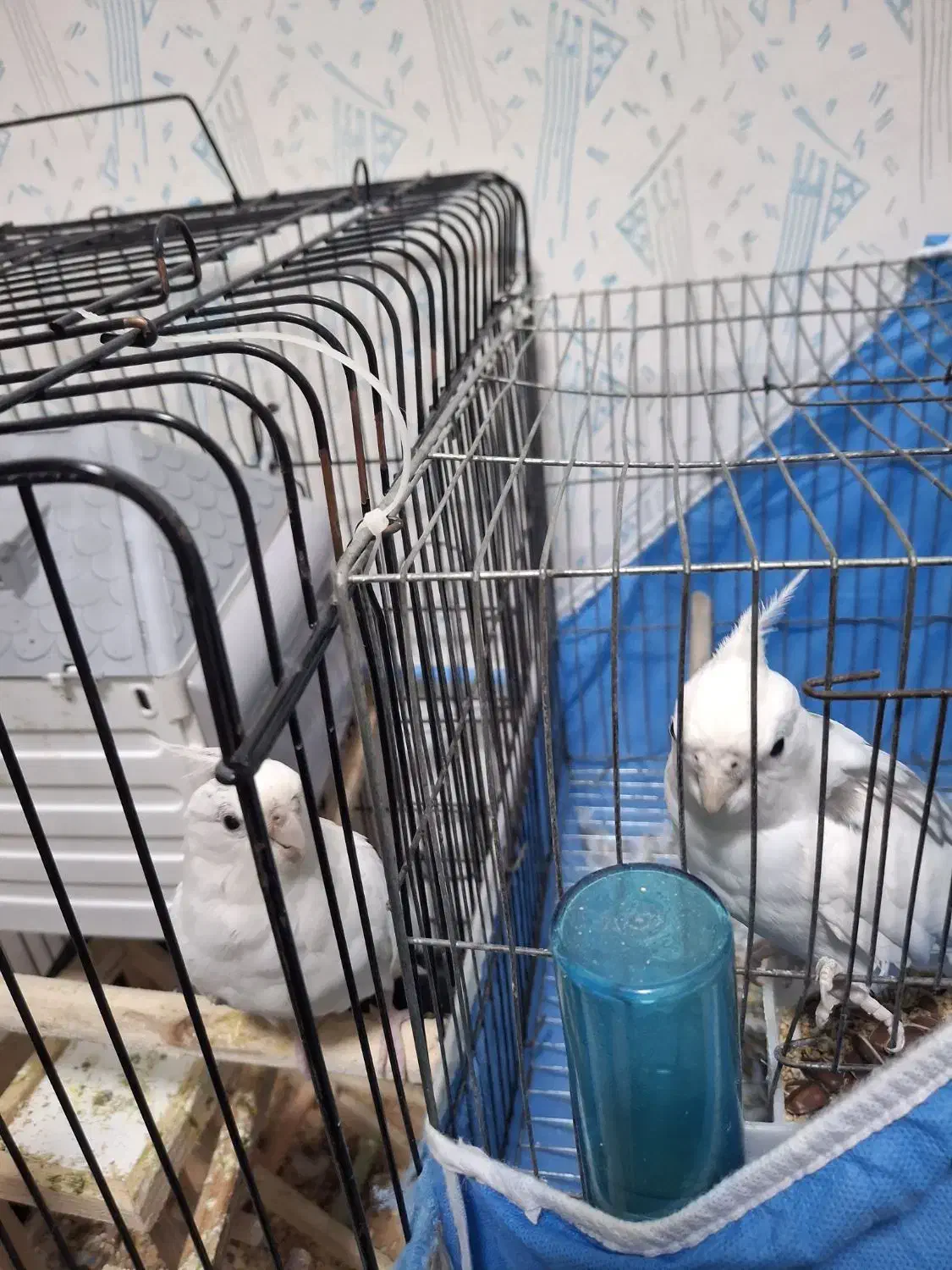 فروش عروس هلندی|پرنده|رشت, پاستوریزه|دیوار