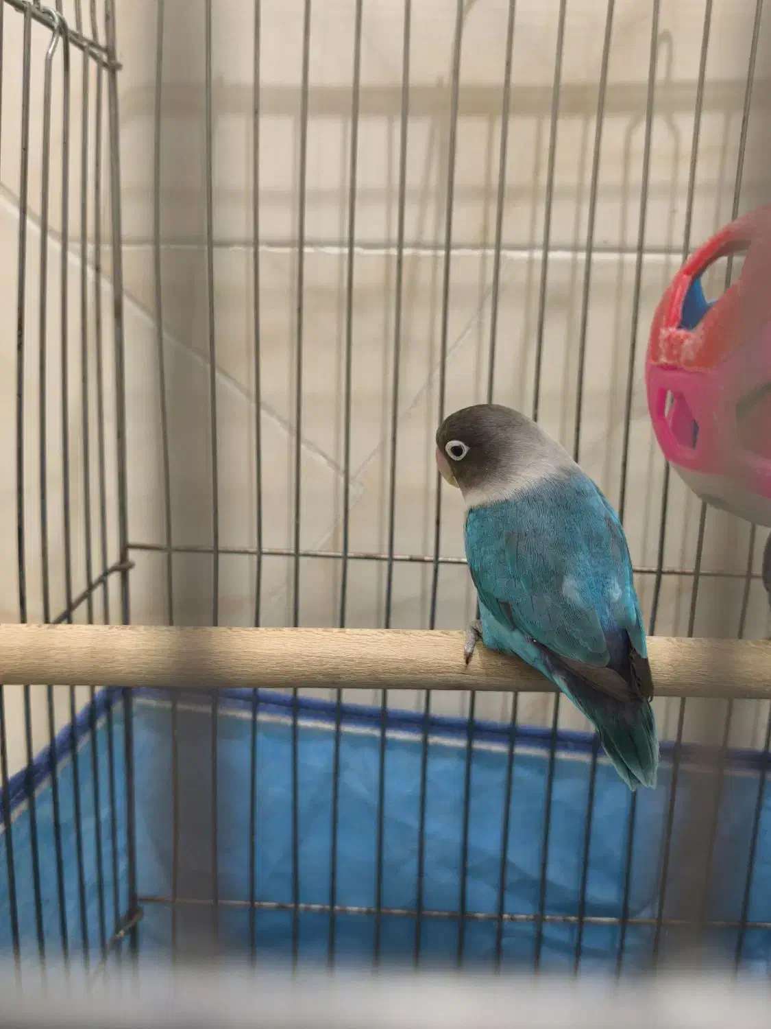 جفت کوتوله برزیلی|پرنده|مرودشت, پشت سایپا‎|دیوار