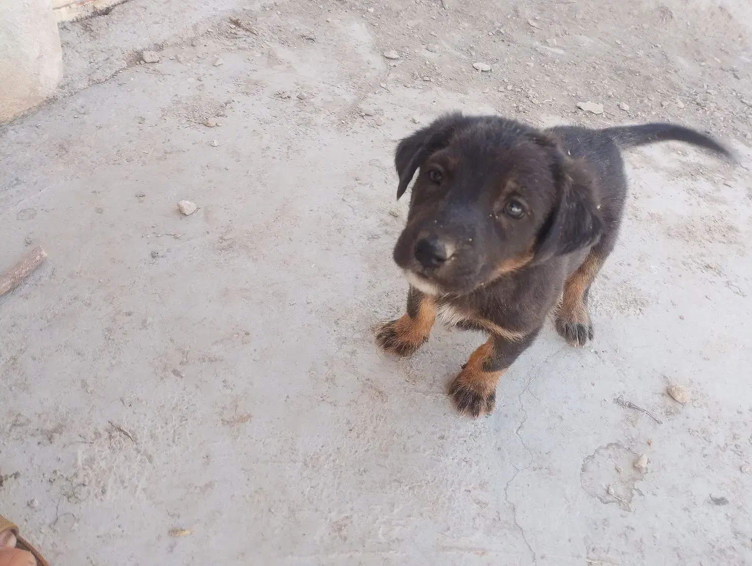 سگ نگهبان دوبرمن|سگ|کوهمره, |دیوار