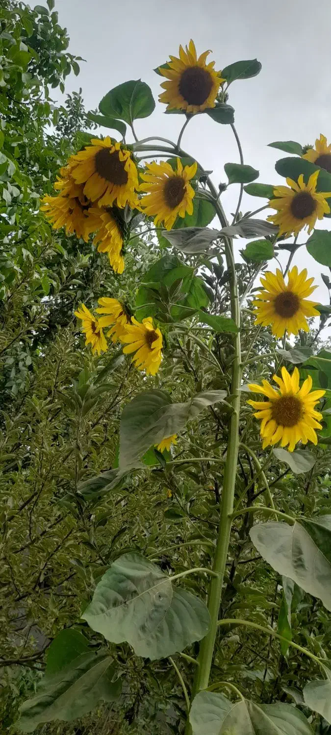 افراد باز نشسته بخوانند،|فعالیت داوطلبانه|همدان, |دیوار