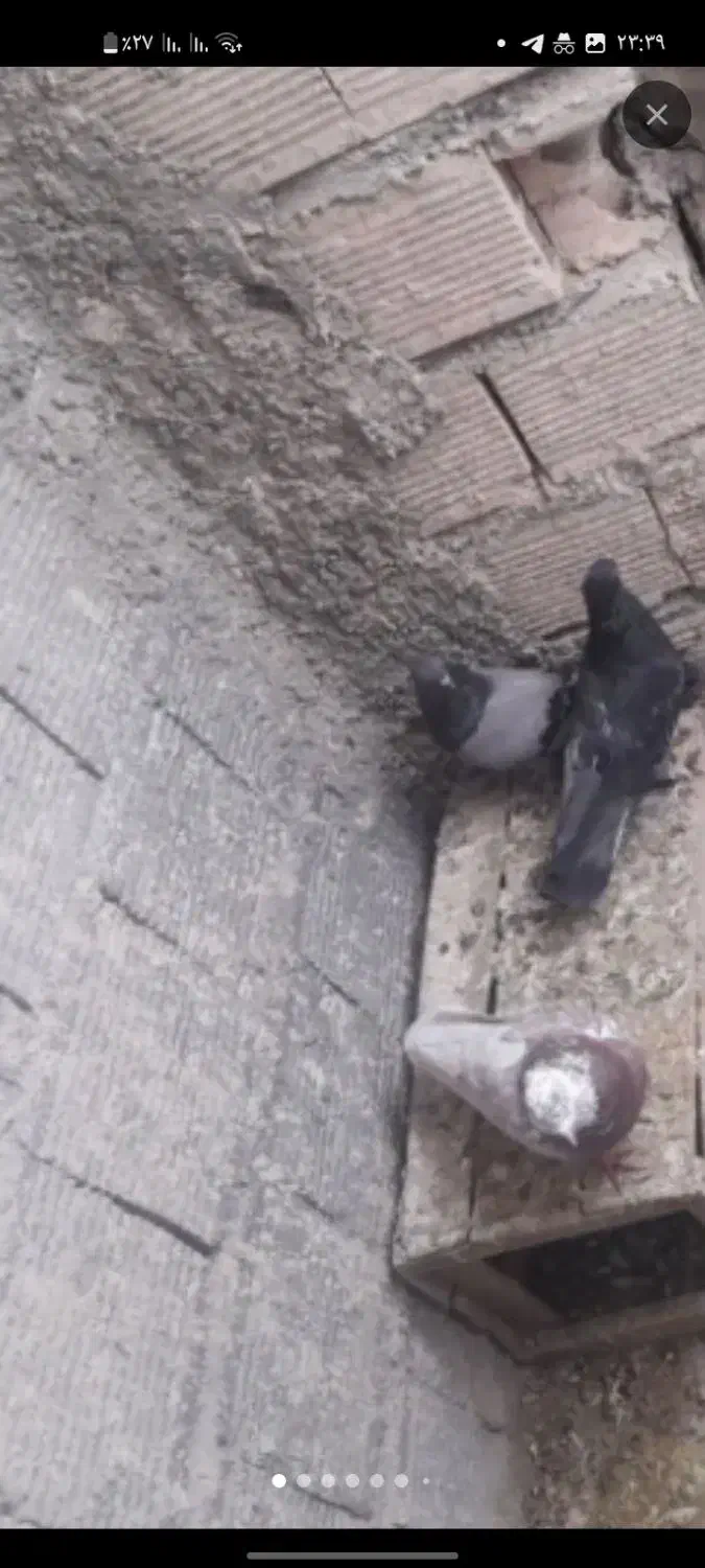 کبوتر|پرنده|خمینی‌شهر, |دیوار