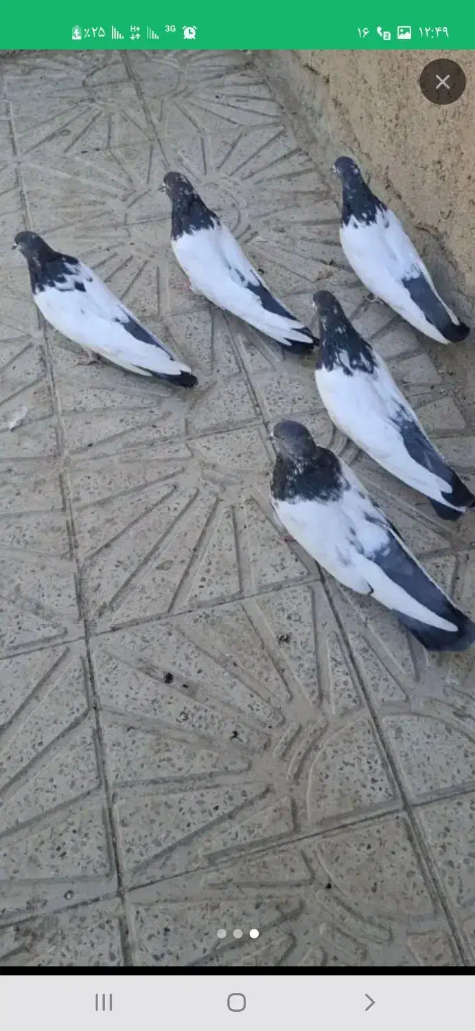 حیوانات|پرنده|لالجین, |دیوار