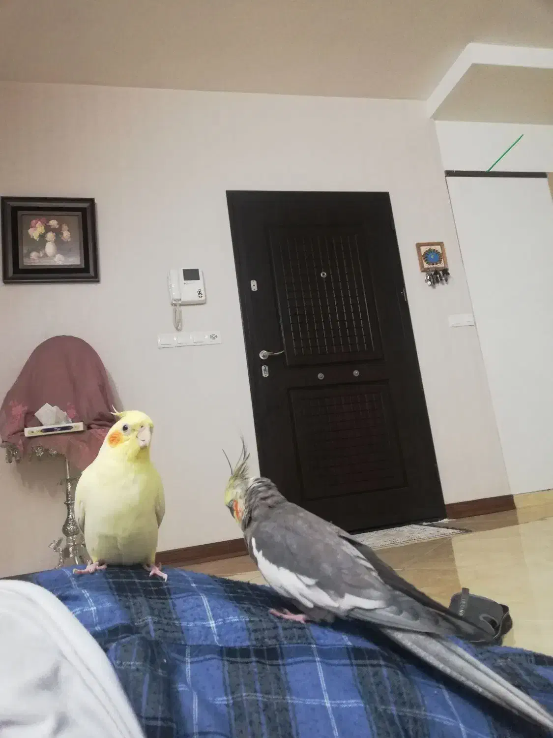 عروس هلندی جفت. نر سخنگو|پرنده|مشهد, فتح المبین|دیوار