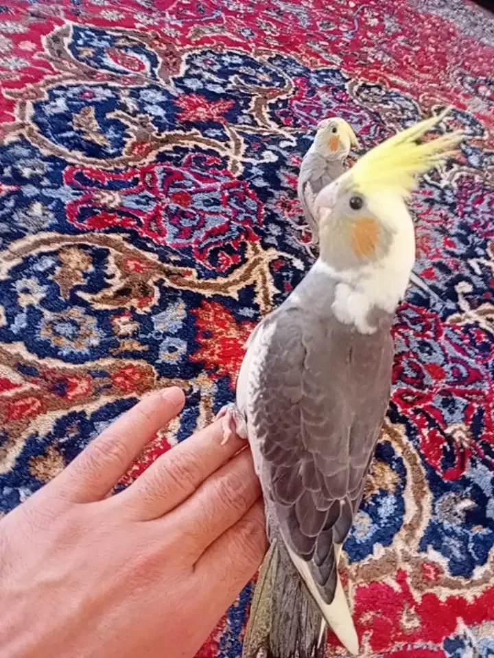 عروس هلندی دستی|پرنده|ماکو, |دیوار