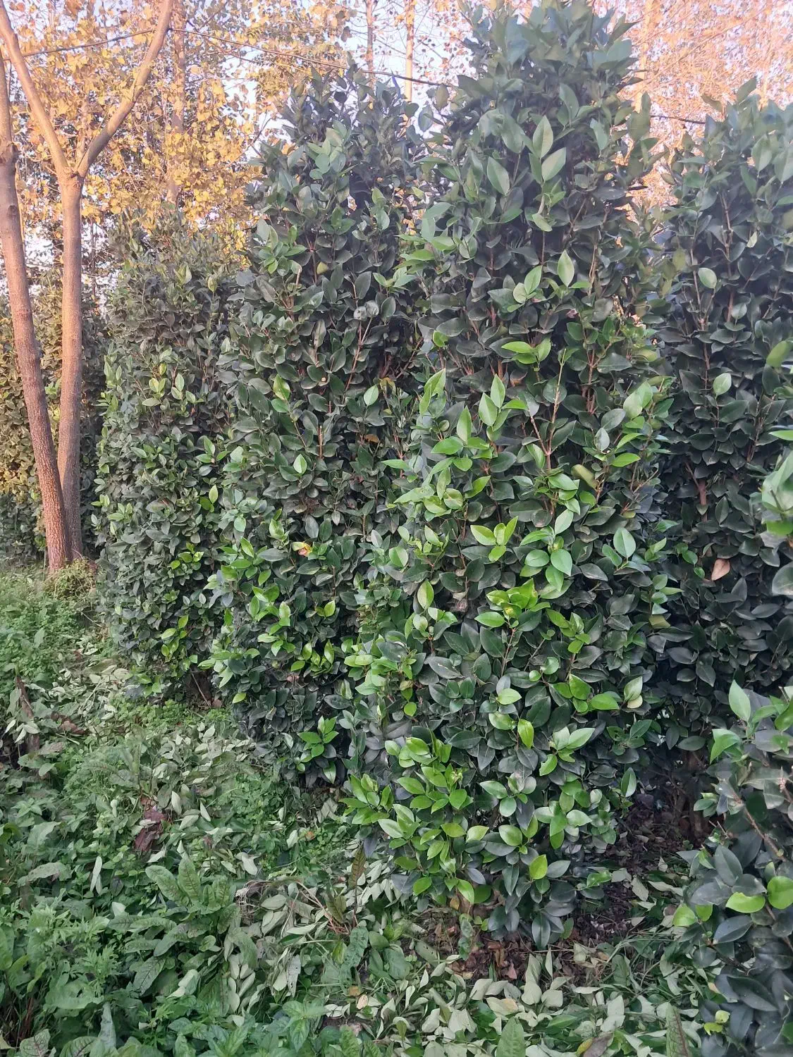 یاس هلندی ارتفاع ۲ متری|گل و گیاه طبیعی|رودسر, |دیوار