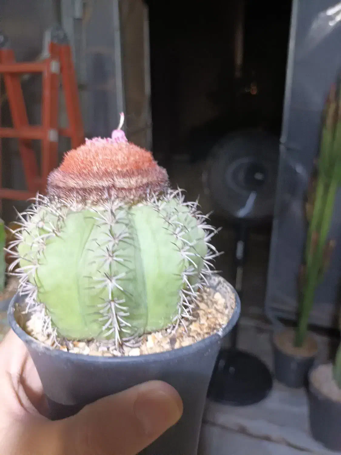 کاکتوس|گل و گیاه طبیعی|شاهین‌شهر, طالقانی|دیوار