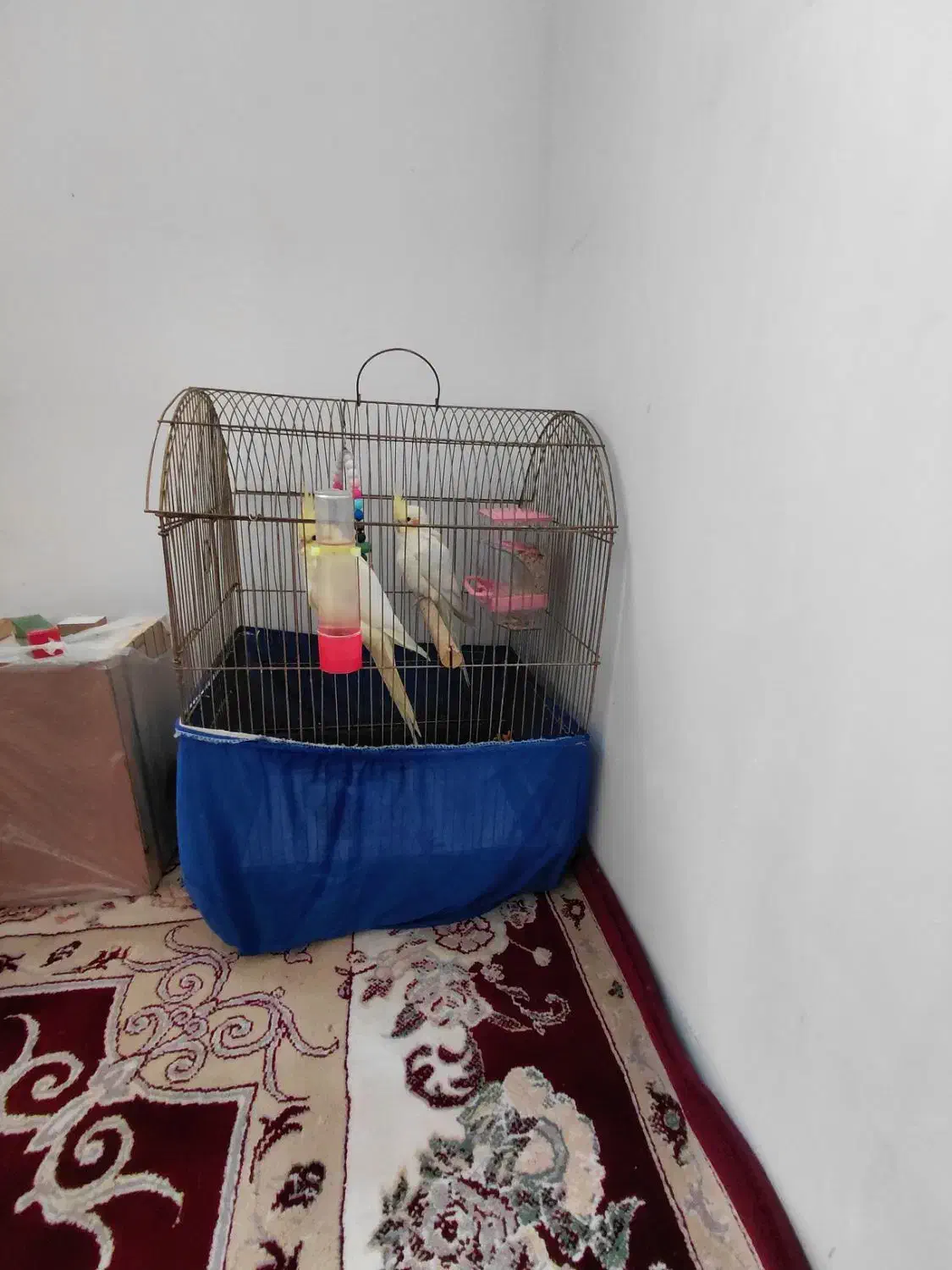 قفس|لوازم جانبی حیوانات|قیدار, |دیوار