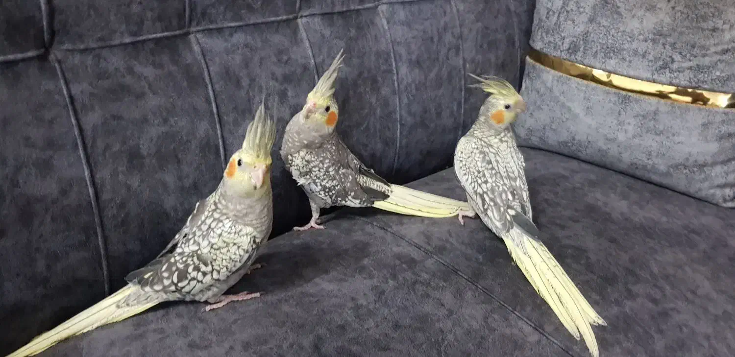 عروس هلندی|پرنده|پاکدشت, پاکدشت (مامازند)|دیوار