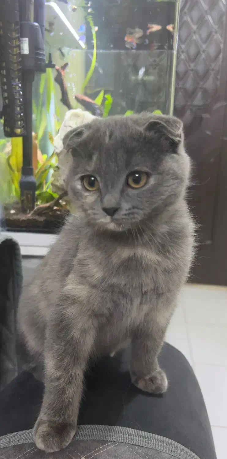 توله های اسکاتیش فولد|گربه|شیراز, معالی‌آباد|دیوار