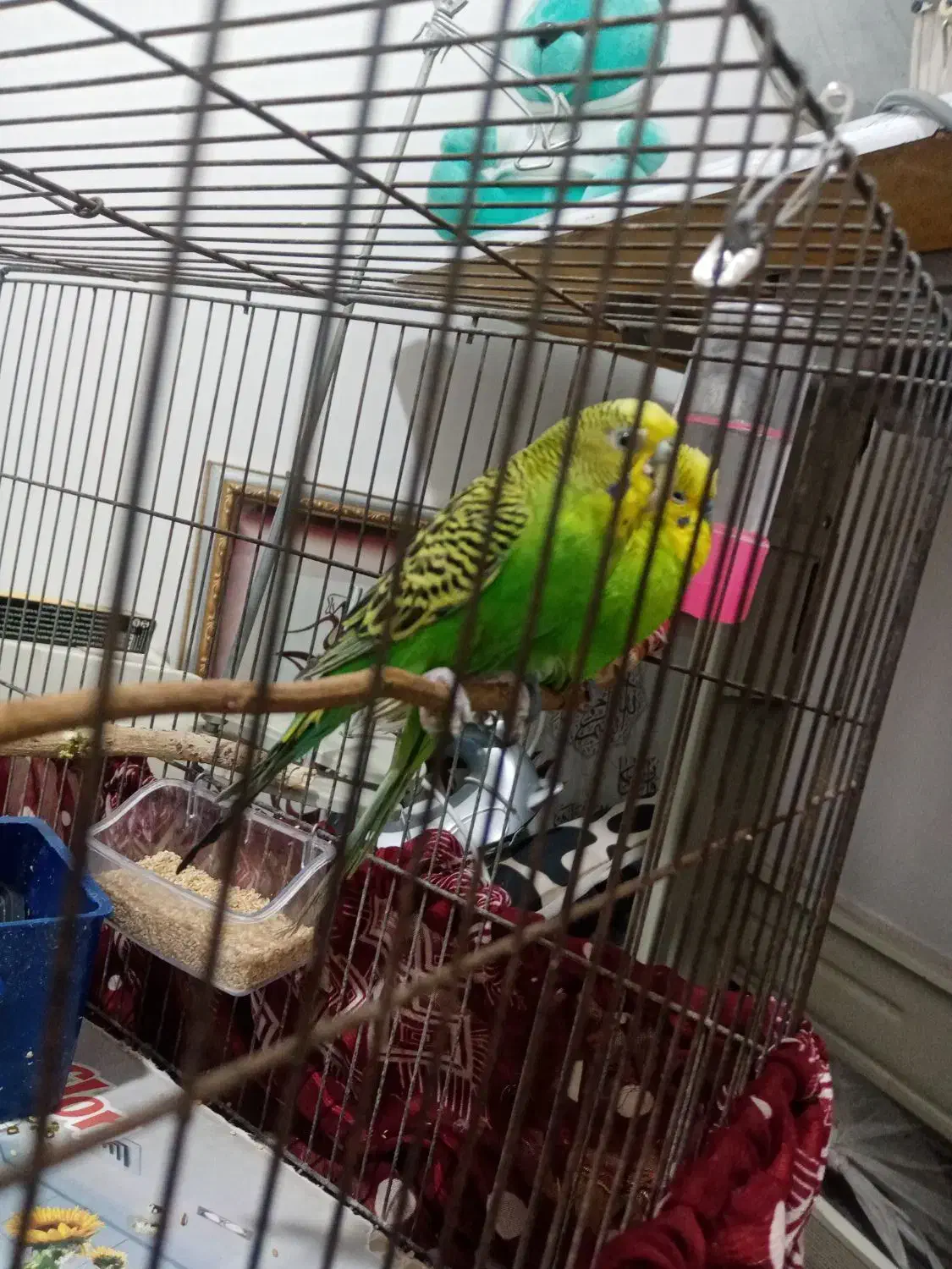 مرغ عشق دستی|پرنده|بردسکن, |دیوار