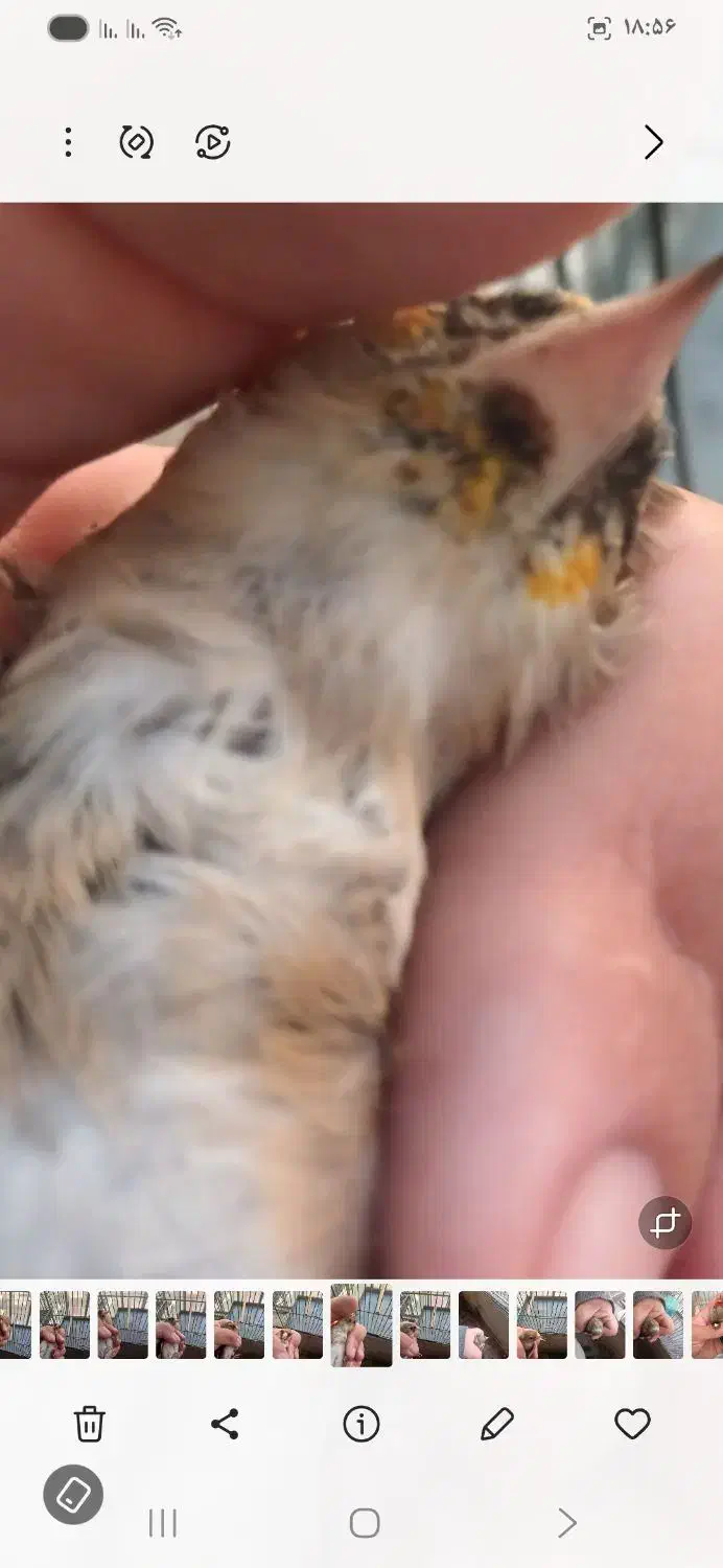 سهره|پرنده|تهران, علی‌آباد|دیوار