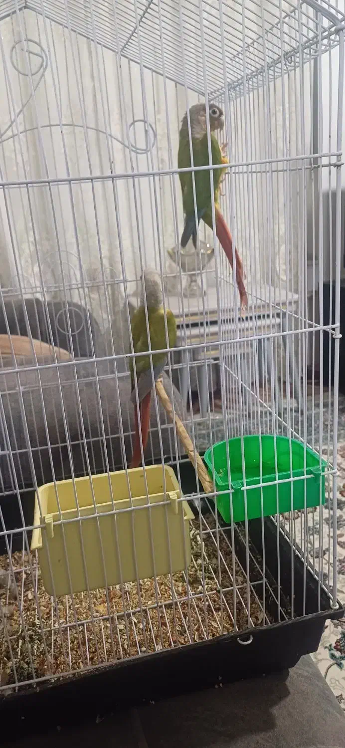 طوطی گرینچک|پرنده|اشنویه, |دیوار