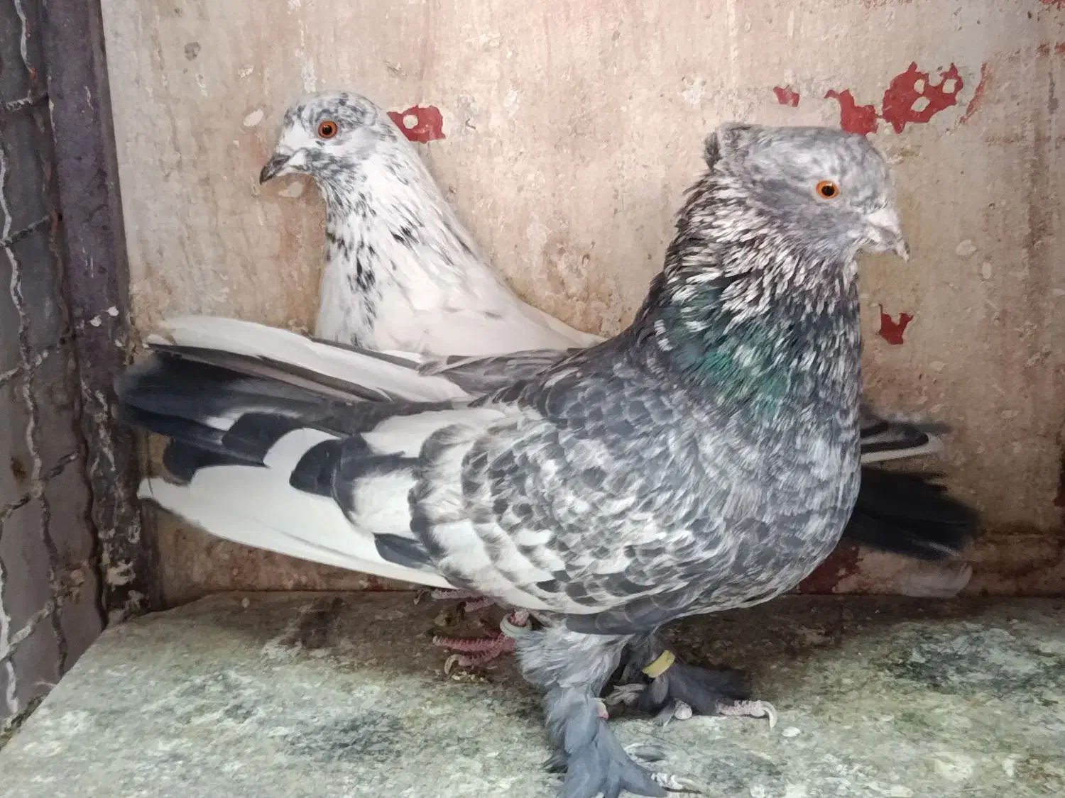 مایه کفتر کبوتر|حیوانات|تهران, افسریه شمالی|دیوار