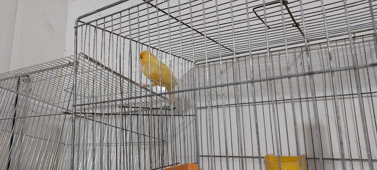 قناری  جوجه مرغ مینا|پرنده|شیراز, پودنک|دیوار