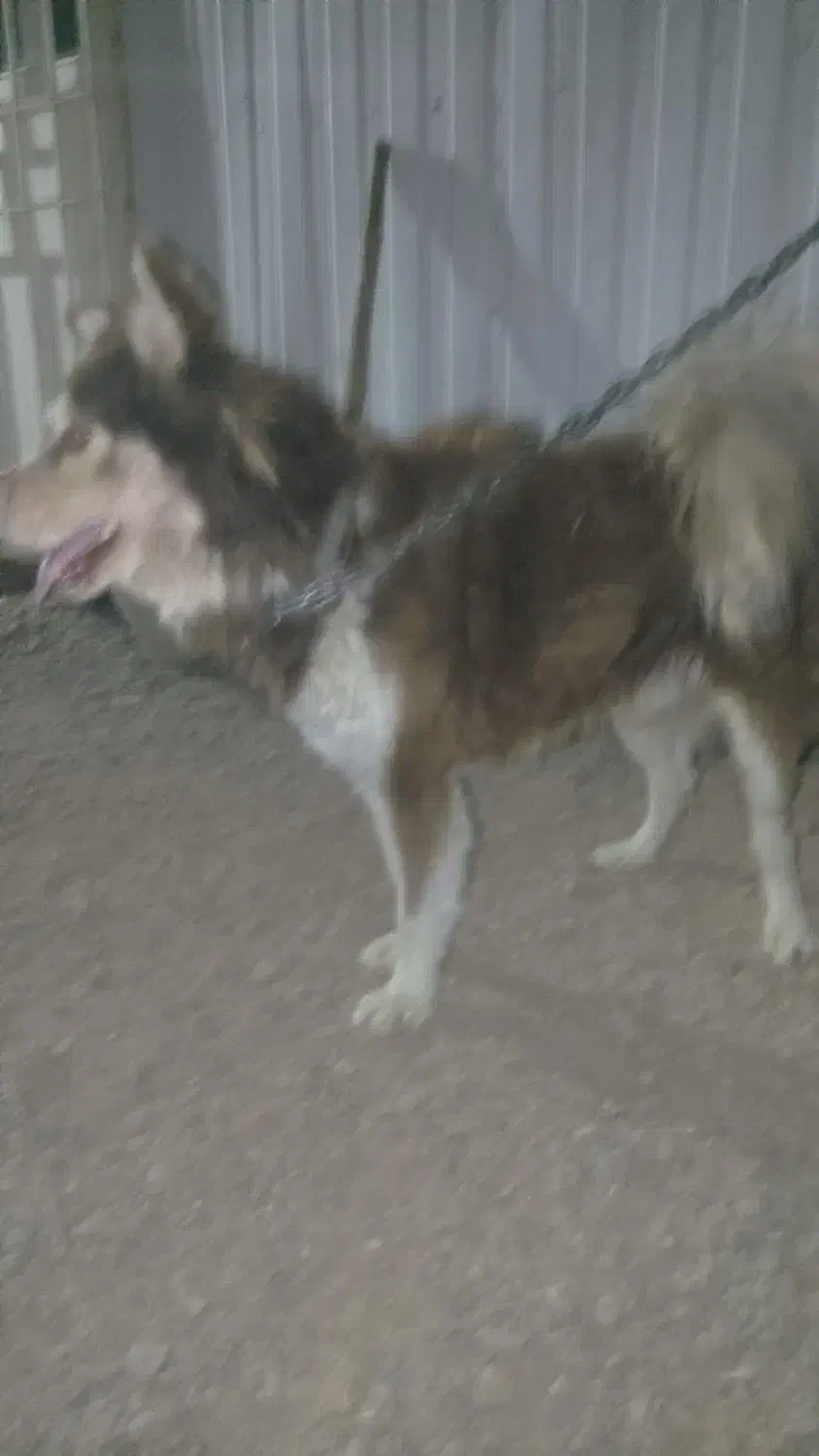 هاسکی|سگ|پرند, فاز ۵|دیوار