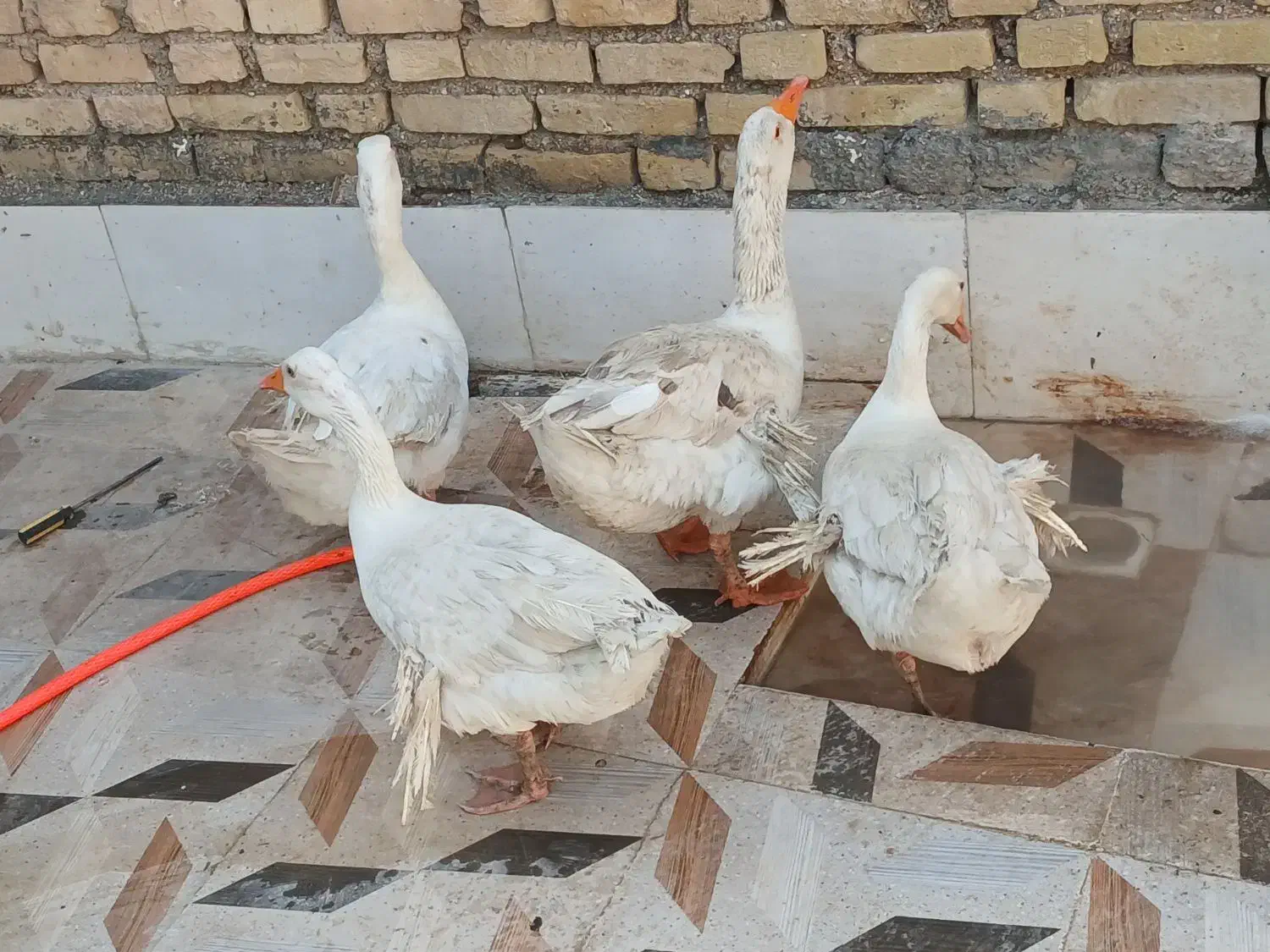 غاز|پرنده|کارون, |دیوار