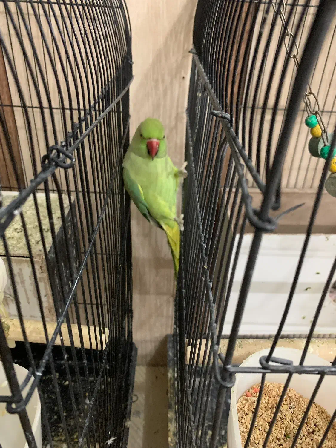 طوطی ملنگو ماده|پرنده|تربت‌حیدریه, کلاته توکلی|دیوار