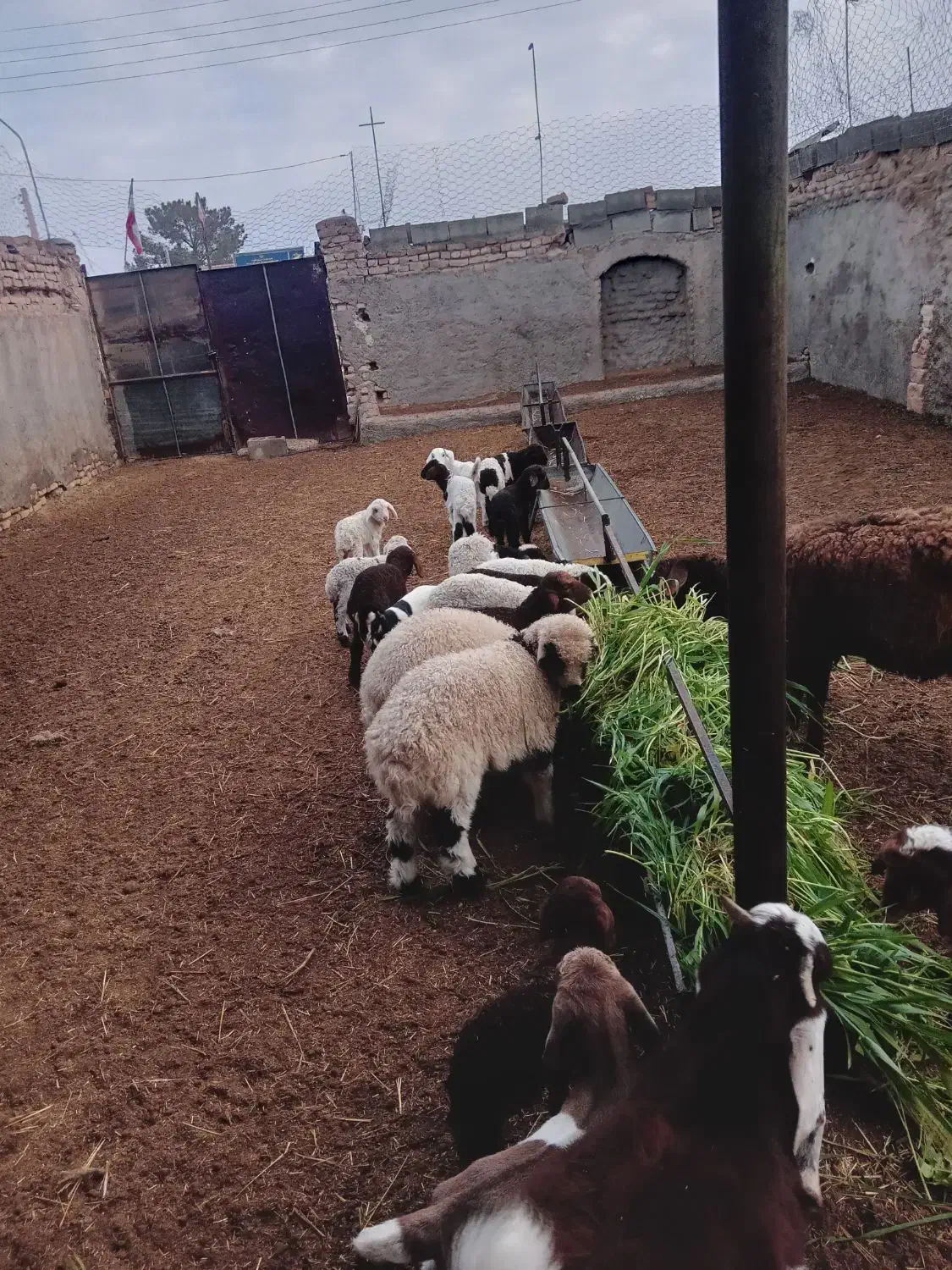 میش زاییده و آبستن دشتی|حیوانات مزرعه|گناباد, |دیوار