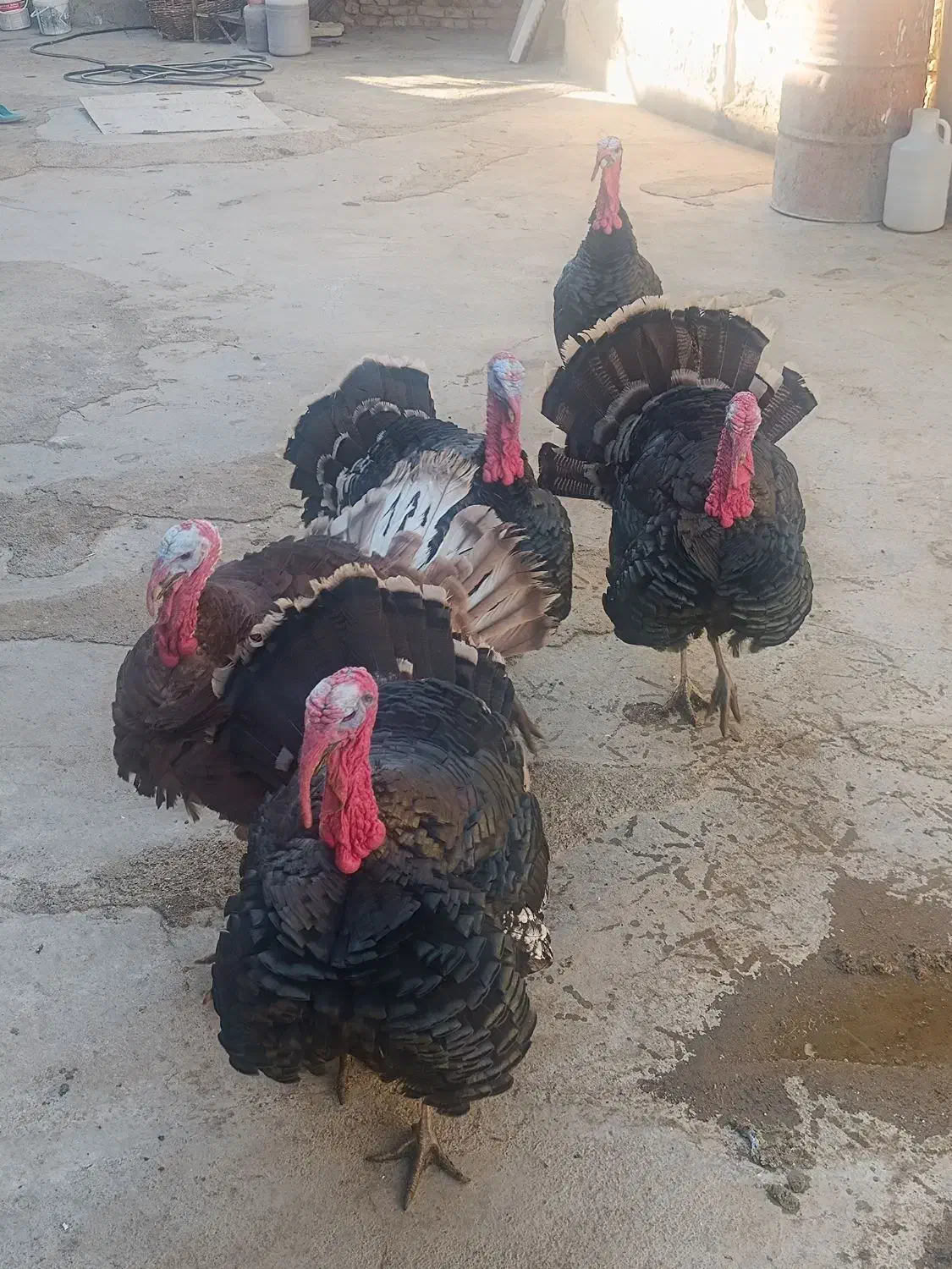 فروش بغلمون|حیوانات مزرعه|صالح آباد, |دیوار