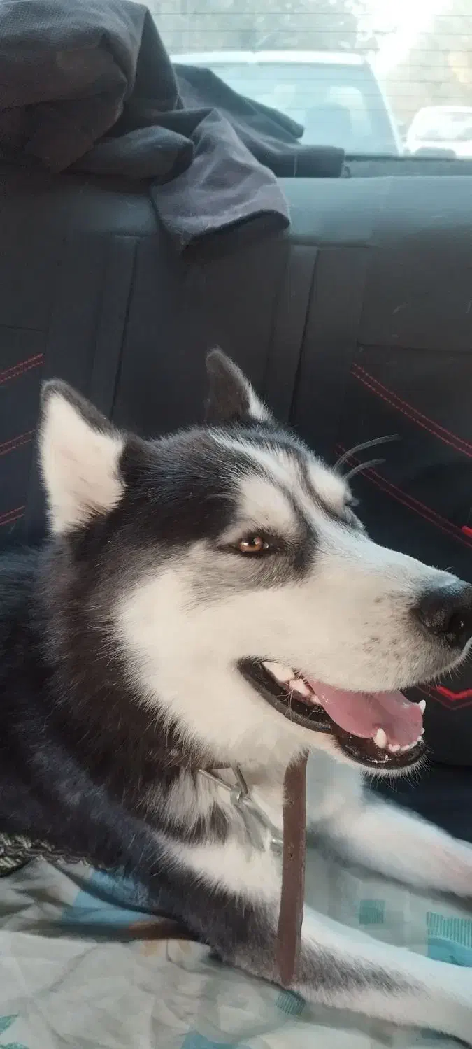 سگ هاسکی بسیار زیبا|سگ|دشتابی, |دیوار