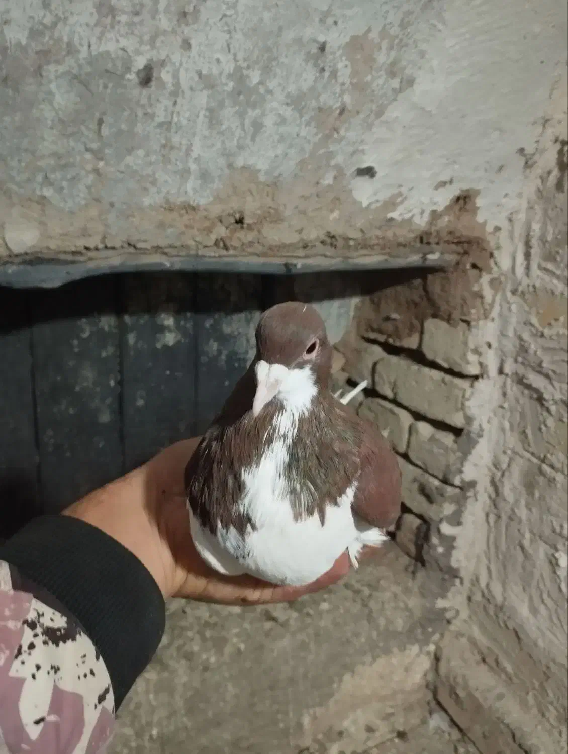 کبوتر|پرنده|اسفرورین, |دیوار