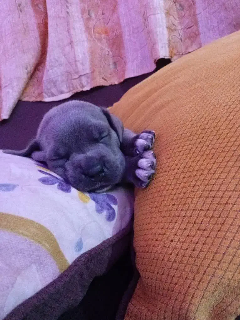 توله کن کورسو بلو|سگ|شهریار, شهریار|دیوار