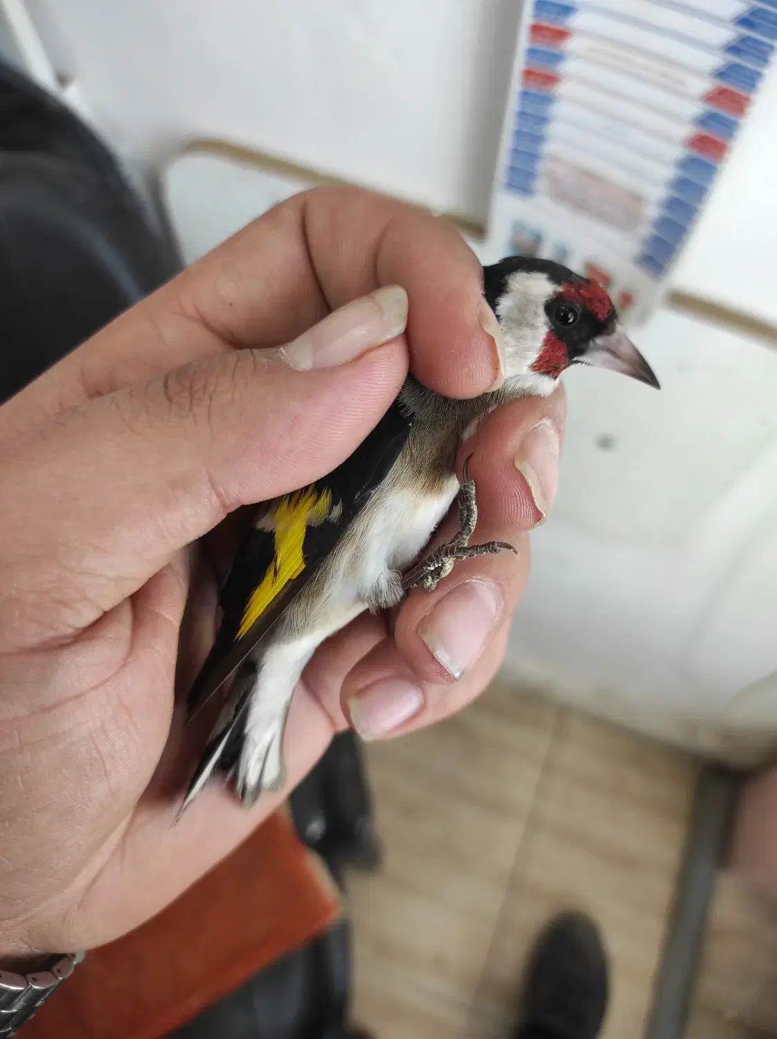 سهره ماده|پرنده|اردبیل, |دیوار