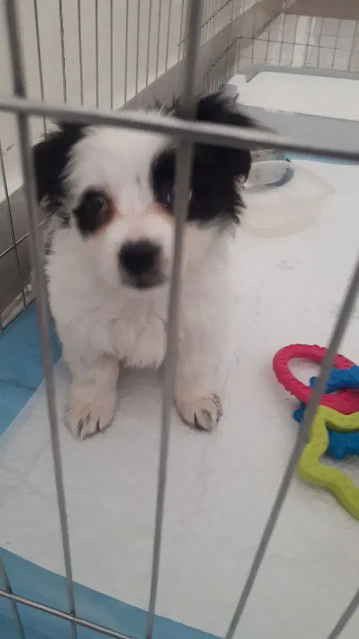 سگ پامر اشپیتز سایز ریز|سگ|اندیشه, اندیشه فاز ۶|دیوار