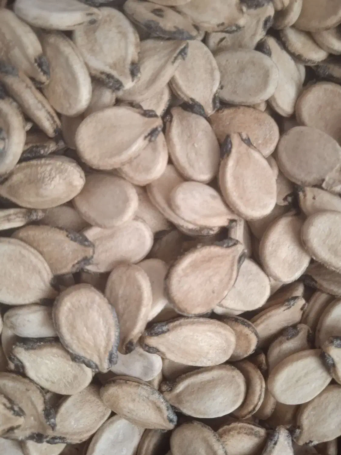 تخمه هندوانه|خوردنی و آشامیدنی|محمدبار, |دیوار