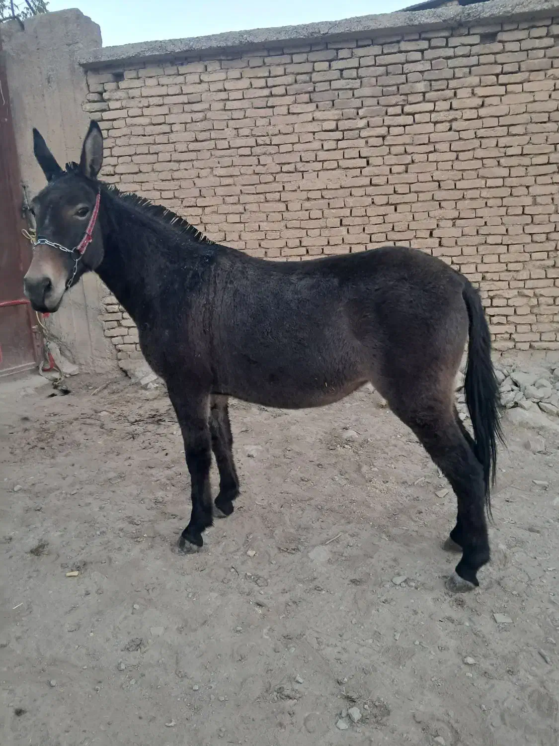 قاطر قودو و باری|حیوانات مزرعه|لاران, |دیوار