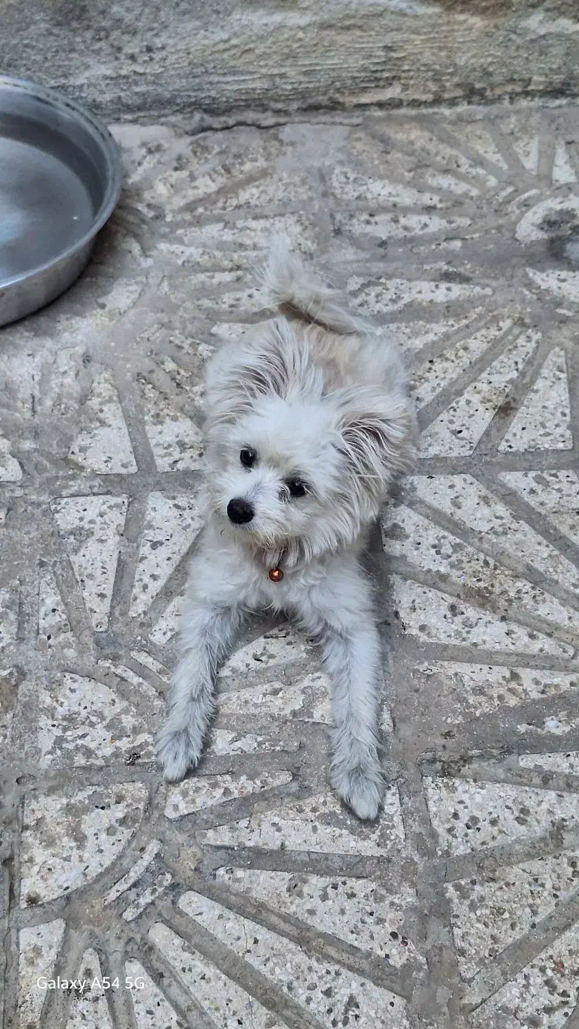 واگذاری سگ|سگ|قم, شهرک امام حسین|دیوار