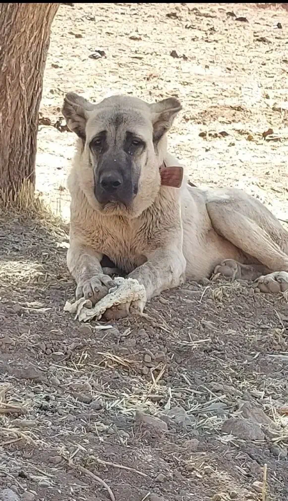 واگذاری توله سرابی|سگ|خلخال, |دیوار