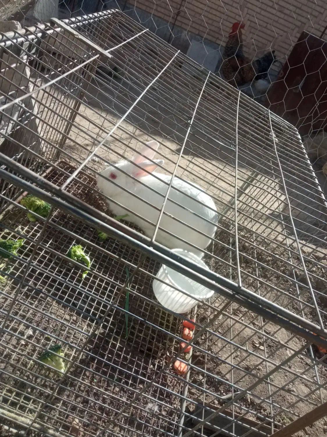 خرگوش|موش و خرگوش|بافت, |دیوار