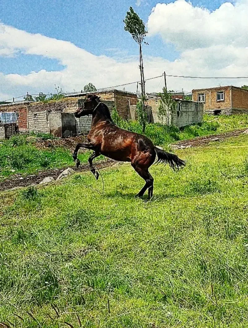 اسب|اسب و تجهیزات اسبسواری|اردبیل, |دیوار