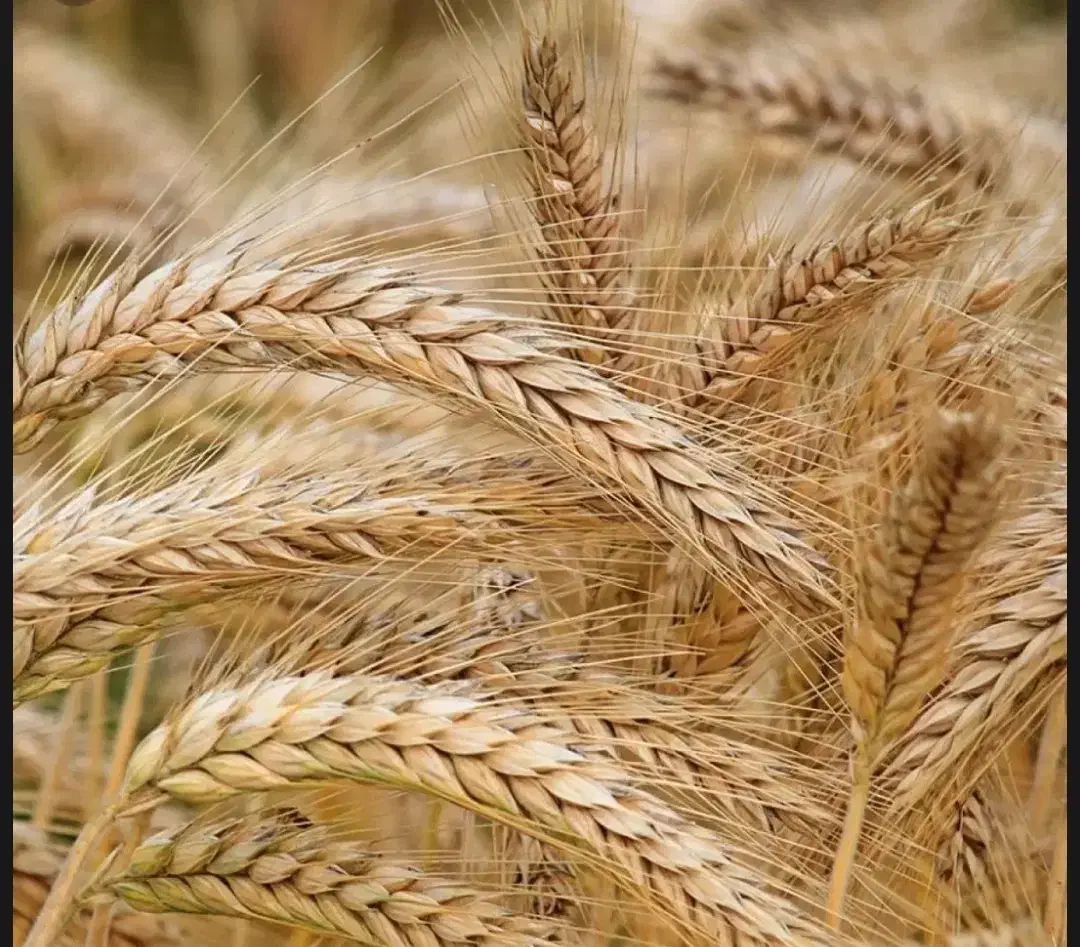 جو دیم|گل و گیاه طبیعی|کنگاور, |دیوار