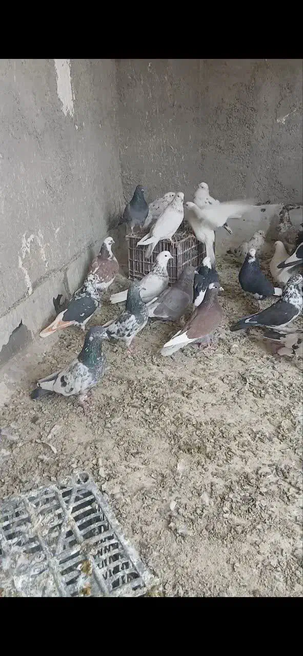 کبوتر|پرنده|گلستان (تهران), |دیوار