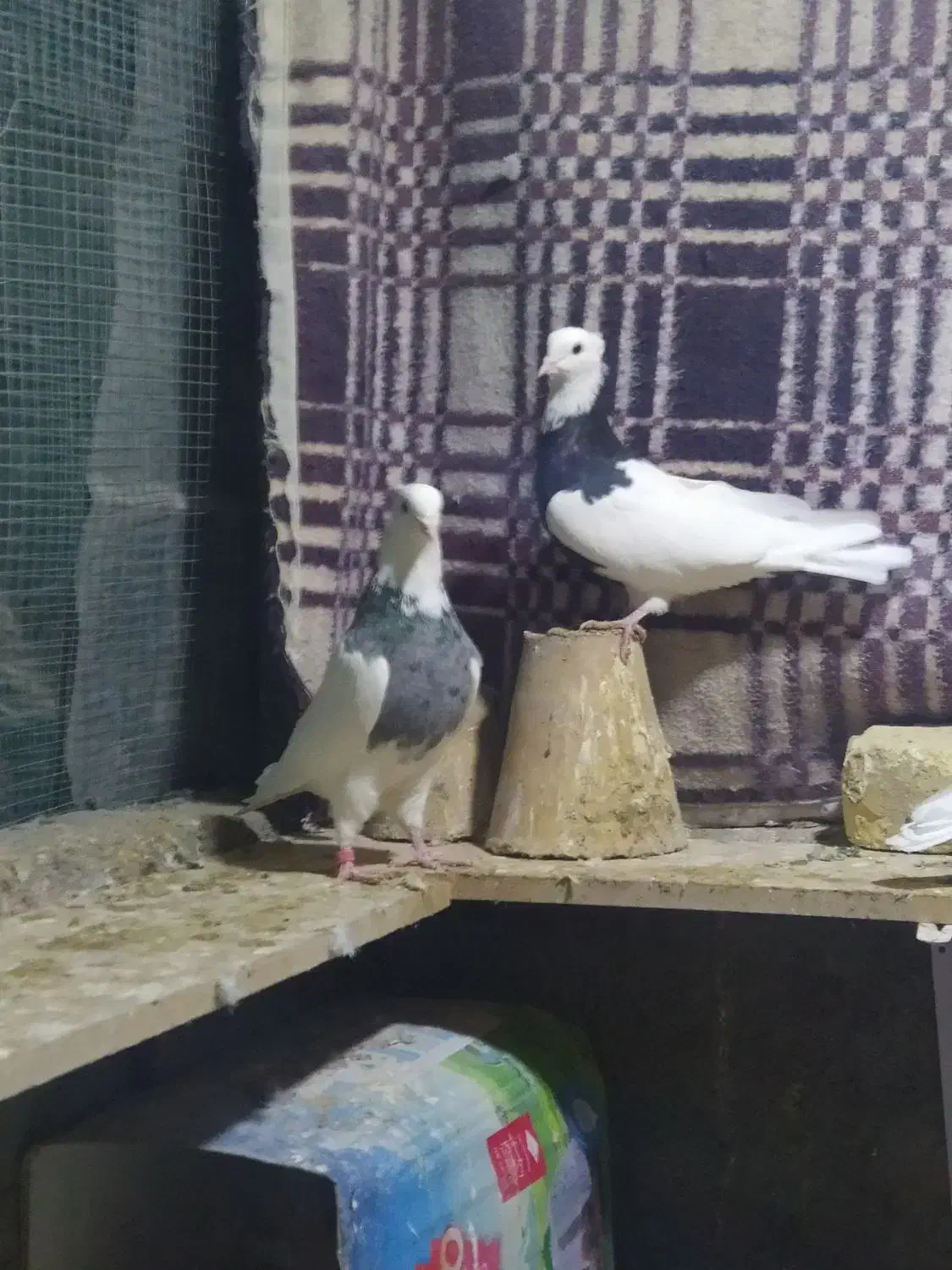 کبوتر طوقی|پرنده|مبارکه, |دیوار