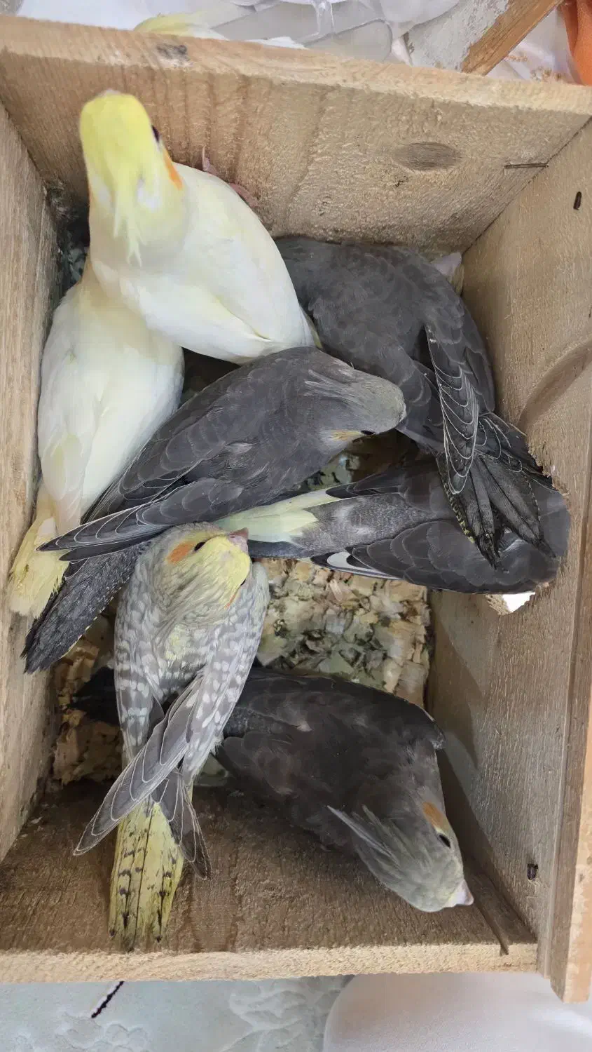 عروس هلندی|پرنده|کیاشهر, |دیوار