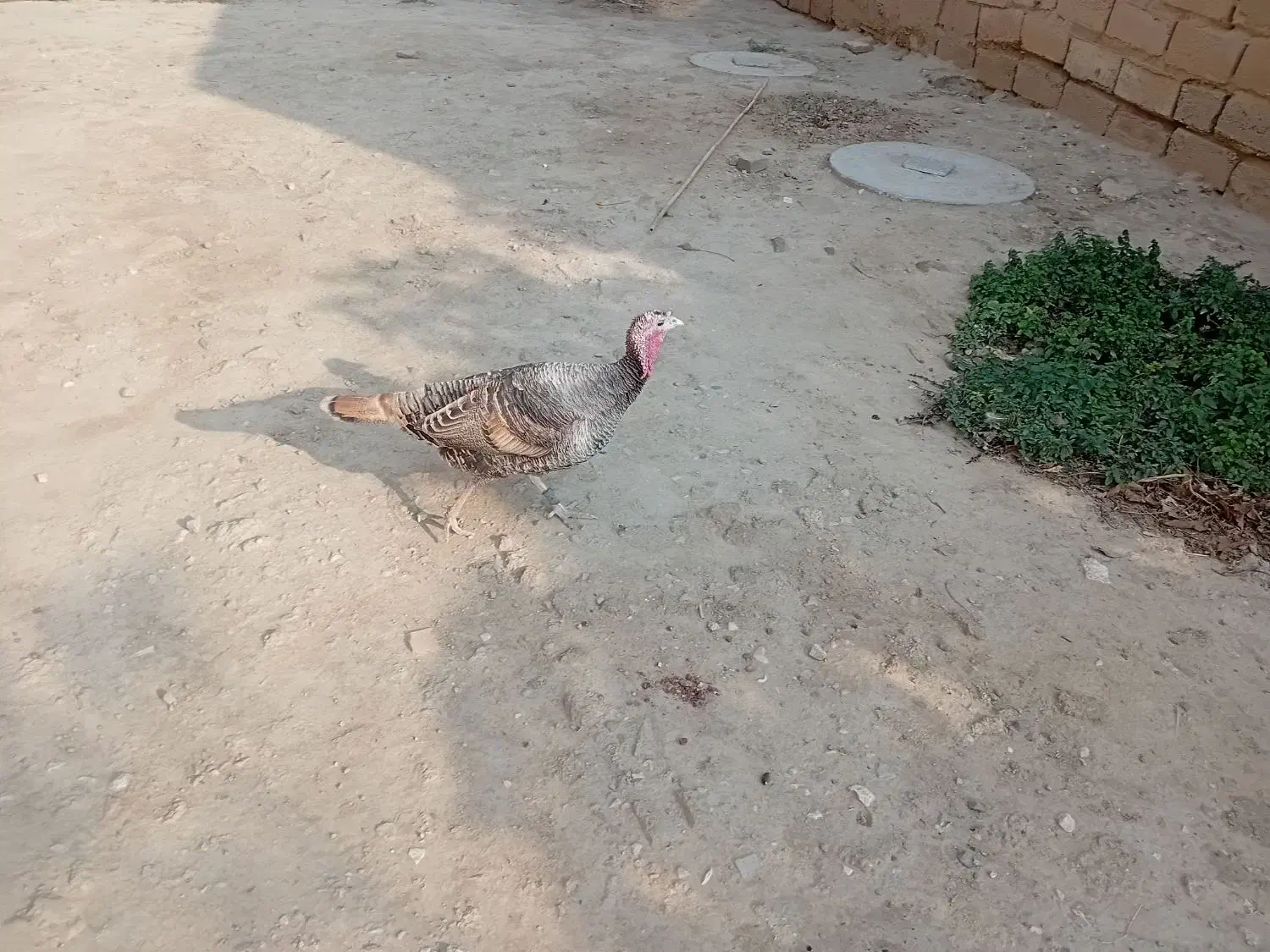 بوقلمون نروماده|حیوانات مزرعه|گنبد کاووس, |دیوار