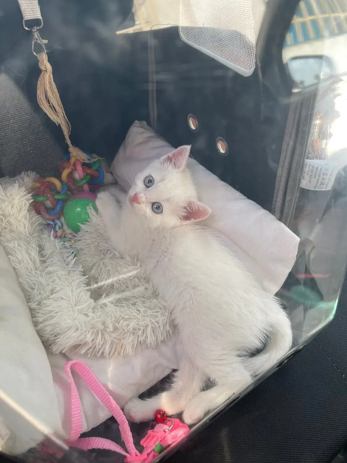 گربه بریتیش|گربه|بابل, |دیوار