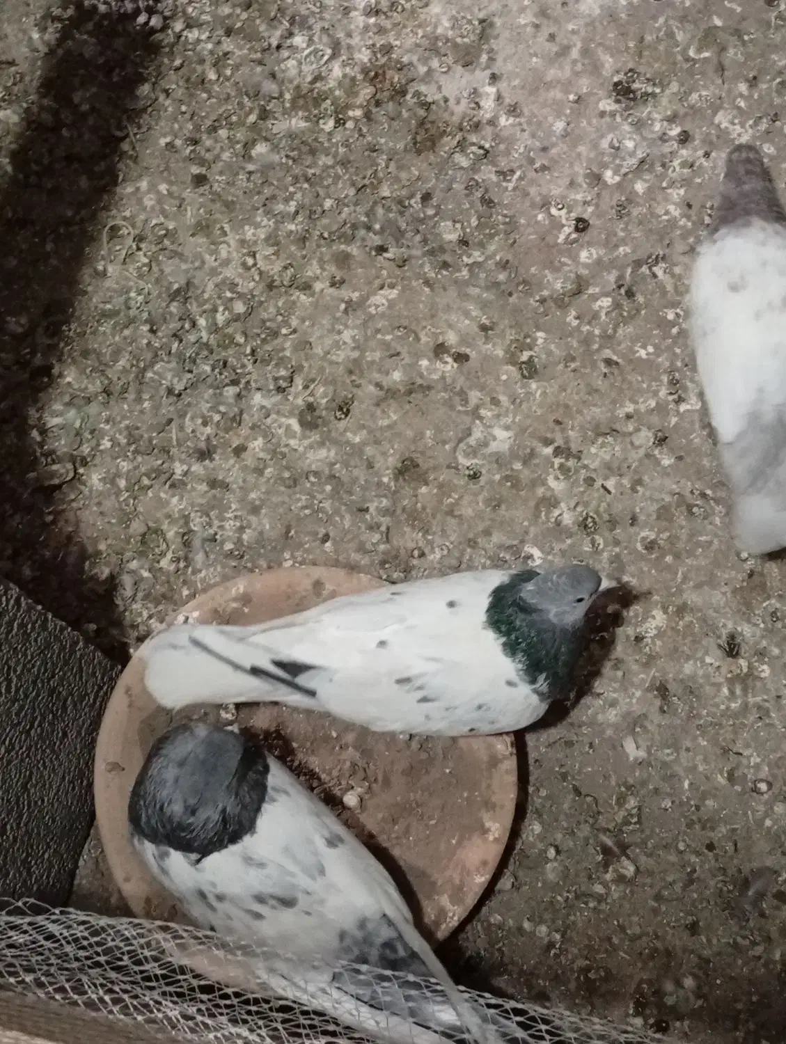 سیزده عدد کفتر در عجب شیر|پرنده|عجب شیر, |دیوار