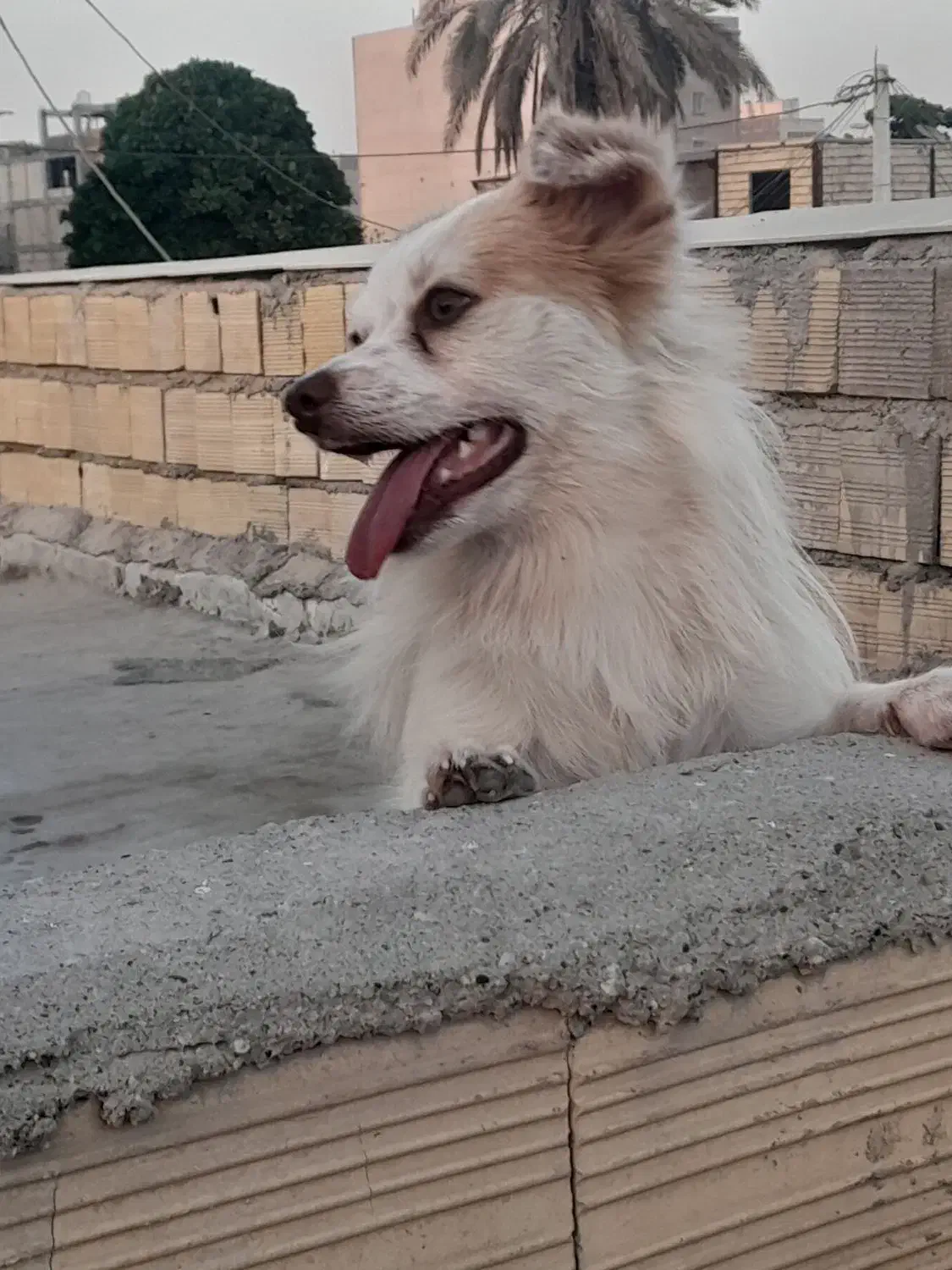 واگذاری سگ اشپیتز پامر|سگ|بندرعباس, |دیوار