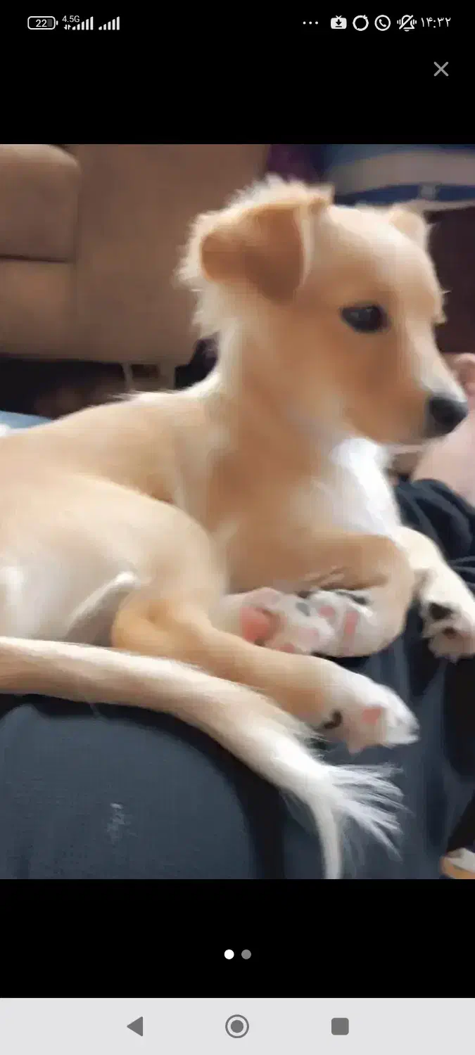 جفت پامرین|سگ|جوادآباد, |دیوار