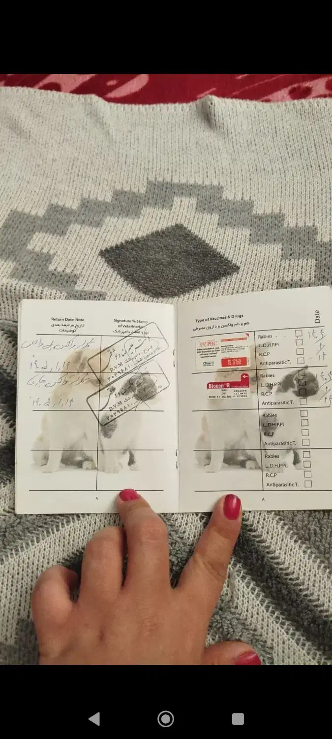 گربه فروشی|گربه|اردبیل, |دیوار