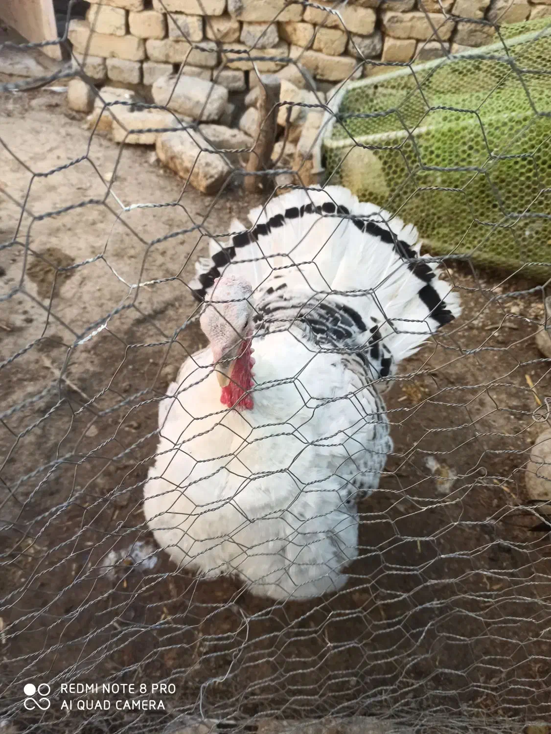 بوقلمون محلی|حیوانات مزرعه|شیروان (خراسان), |دیوار