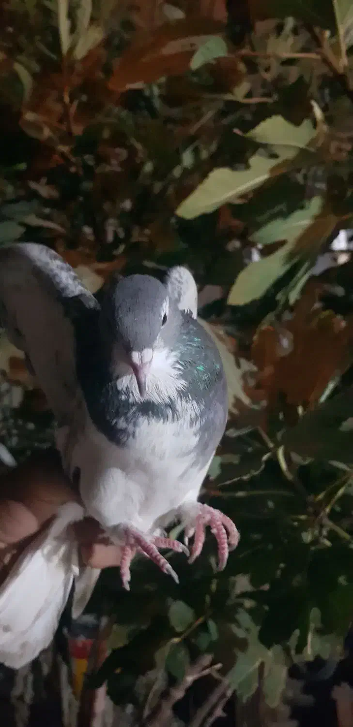 کفتر|پرنده|شیراز, کوشک میدان|دیوار